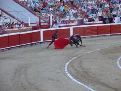 Схватка с быком