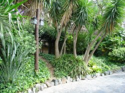 Порт Авентура, пальмы
