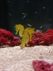 Морской конек