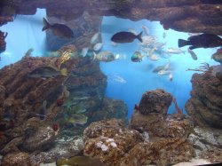 Аквариум барселона