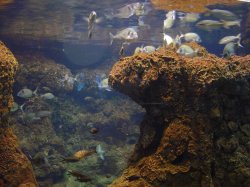 Население аквариума