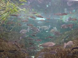 Аквариум в Барселоне