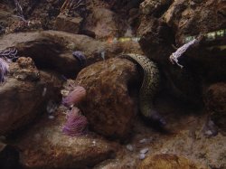 Аквариум в Барселоне