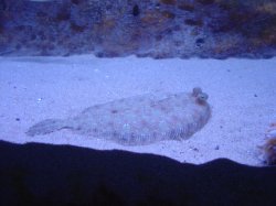 Аквариум в Барселоне