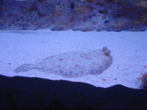 Аквариум в Барселоне