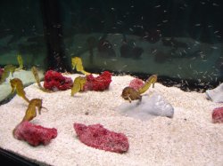 Морские коньки