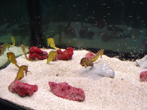 Морские коньки