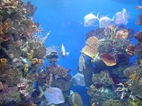 Аквариум в Барселоне